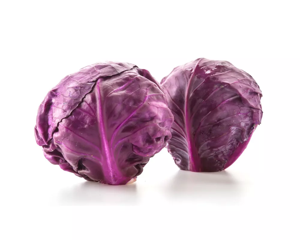 Purple Cabbage