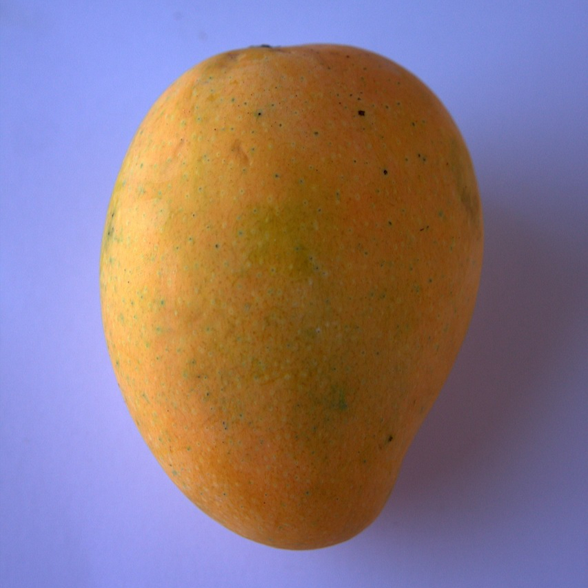 alphonso-mango-390423_1280-resized.jpg