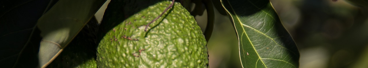 avocados-2685821_1280-resized.jpg