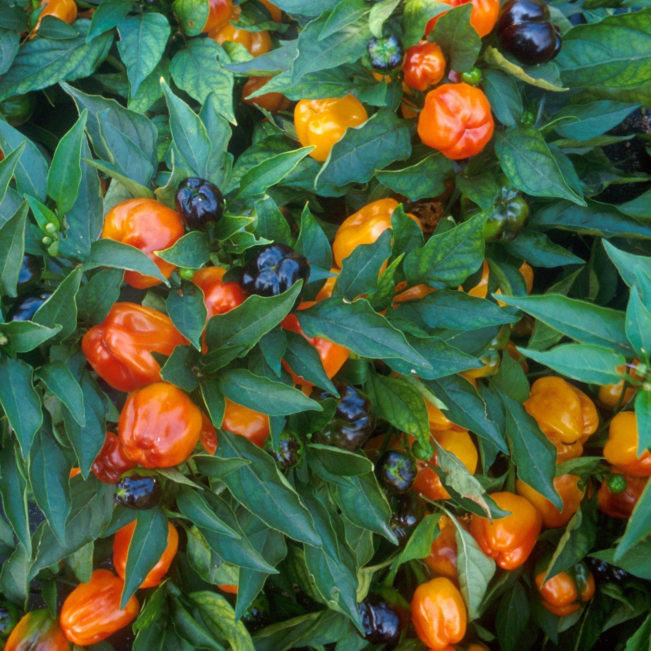 bell-peppers-1503157124cvW-resized.jpg