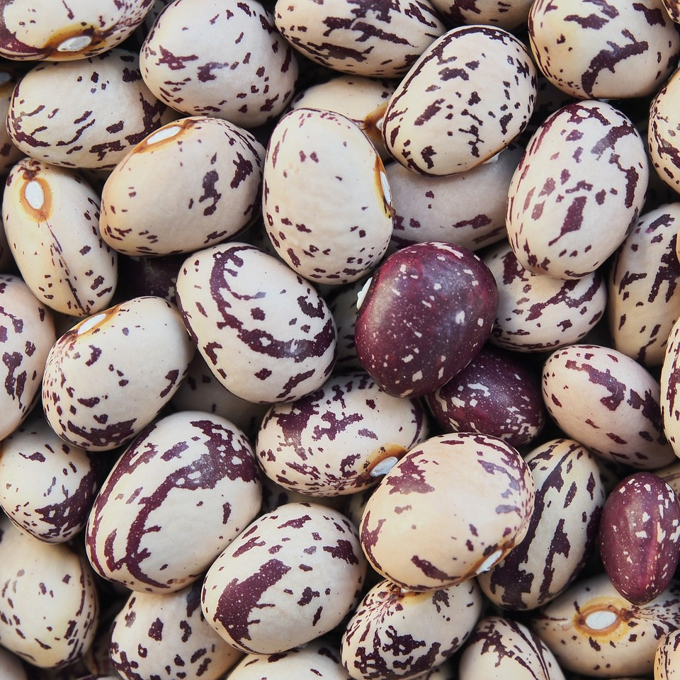borlotti-628461_1280-resized.jpg