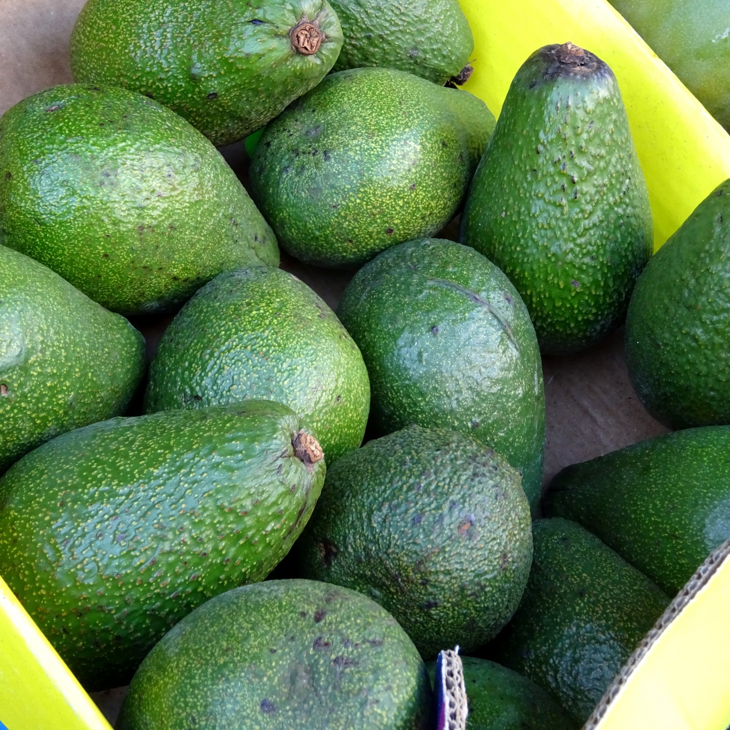 box-of-avocados-resized.jpg