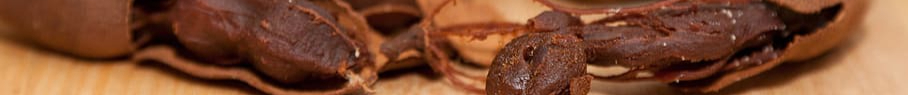 exotic-brown-shell-group-resized.jpg