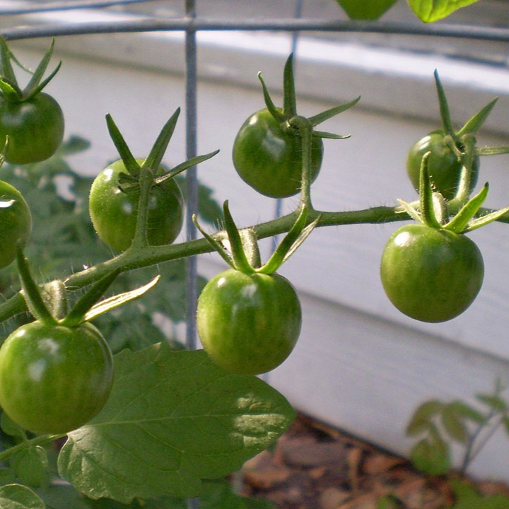 Green_cherry_tomatoes-resized.jpg