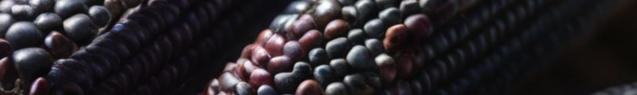 Leonardo_Diffusion_XL_blue_corn_0-resized.jpg