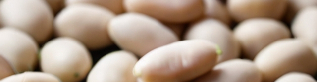 Leonardo_Diffusion_XL_white_beans_Great_Northern_beans_0-resized.jpg