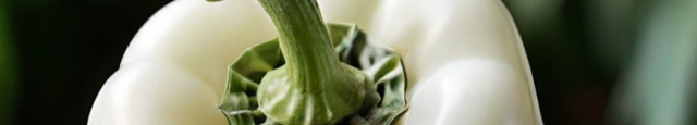 Leonardo_Diffusion_XL_white_bell_pepper_1-resized.jpg