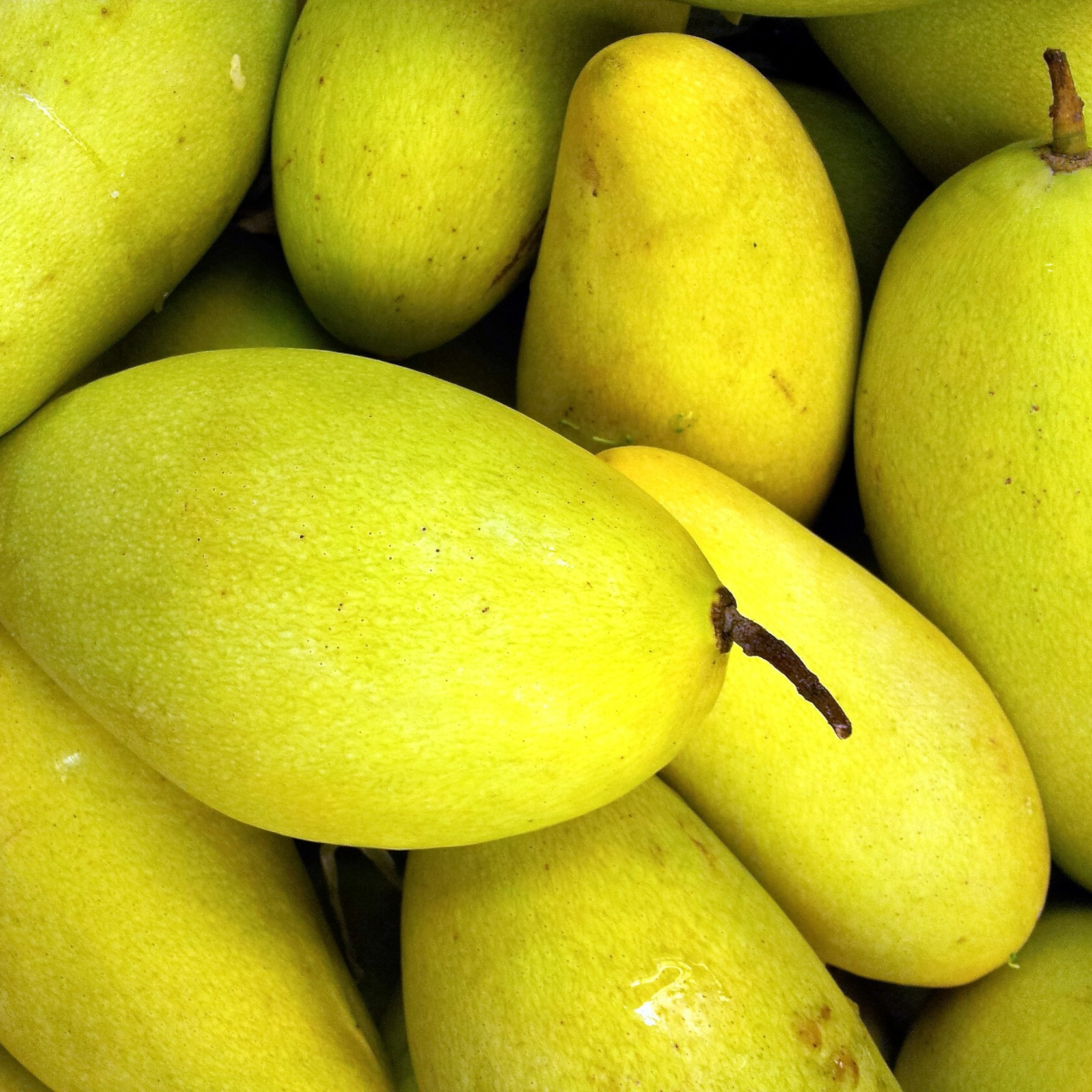 mango-in-pile-resized.jpg