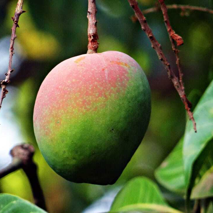 mango-mangifera-indica-about-ripe-wallpaper-preview-resized.jpg