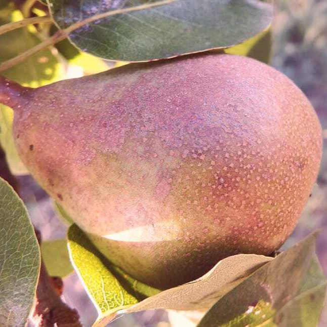 pear-fruit-healthy-summer-orchard-wallpaper-preview-resized.jpg