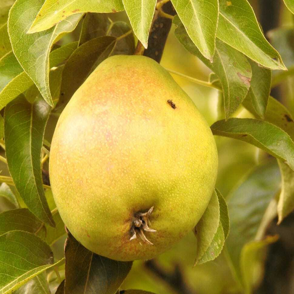 pear-green-branch-fruit-wallpaper-preview-resized.jpg