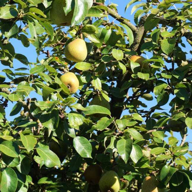pear-tree-fruits-nature-fruit-wallpaper-preview-resized.jpg