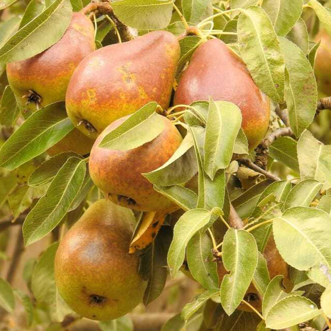 pears-pear-branch-browned-fruit-tree-wallpaper-preview-resized.jpg