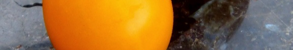 plant-fruit-flower-food-produce-vegetable-1066993-pxhere.com-resized.jpg