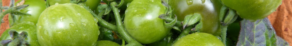 plant-fruit-food-produce-vegetable-tomato-725703-pxhere.com-resized.jpg