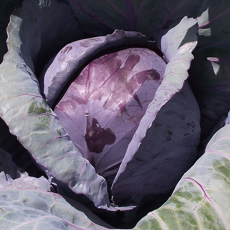 Redcabbage-planted-resized.jpg