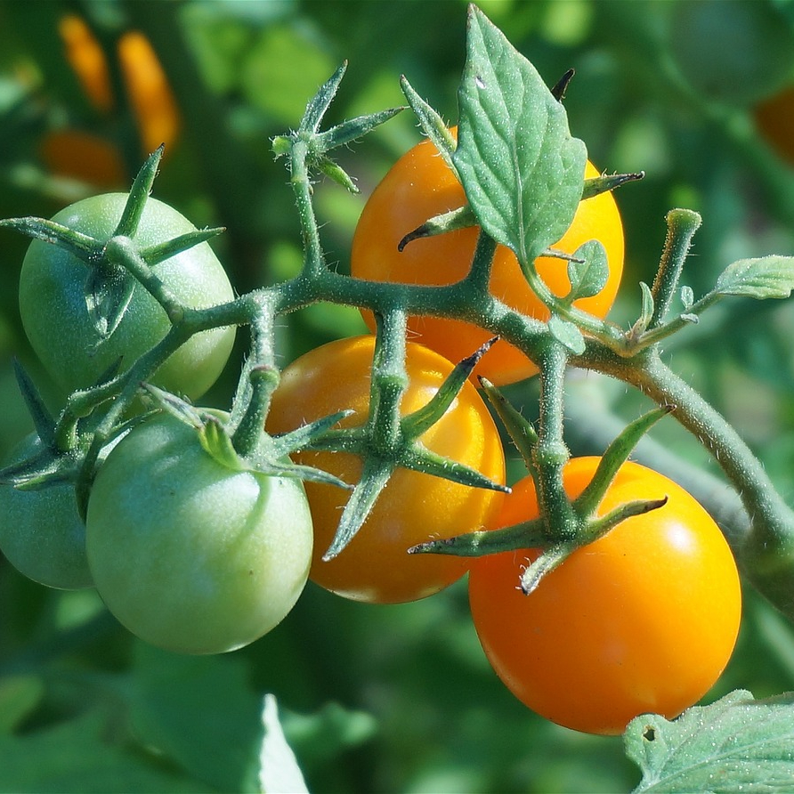 ripening-tomatoes-1530464_1280-resized.jpg