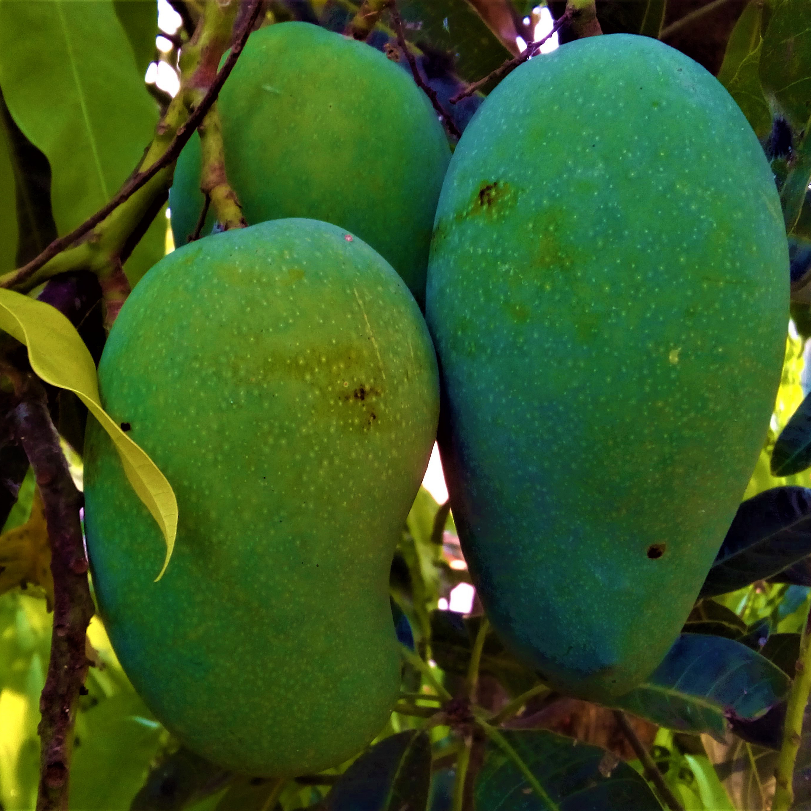 stockvault-green-mango-on-tree276519-resized.jpg