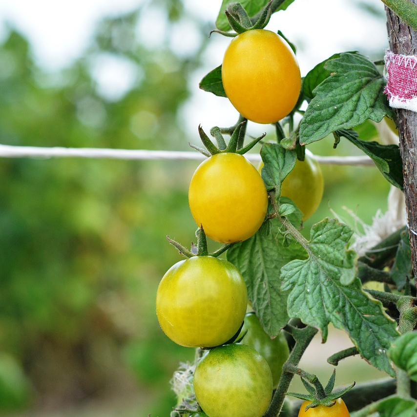 tomato-2633032_1280-resized.jpg