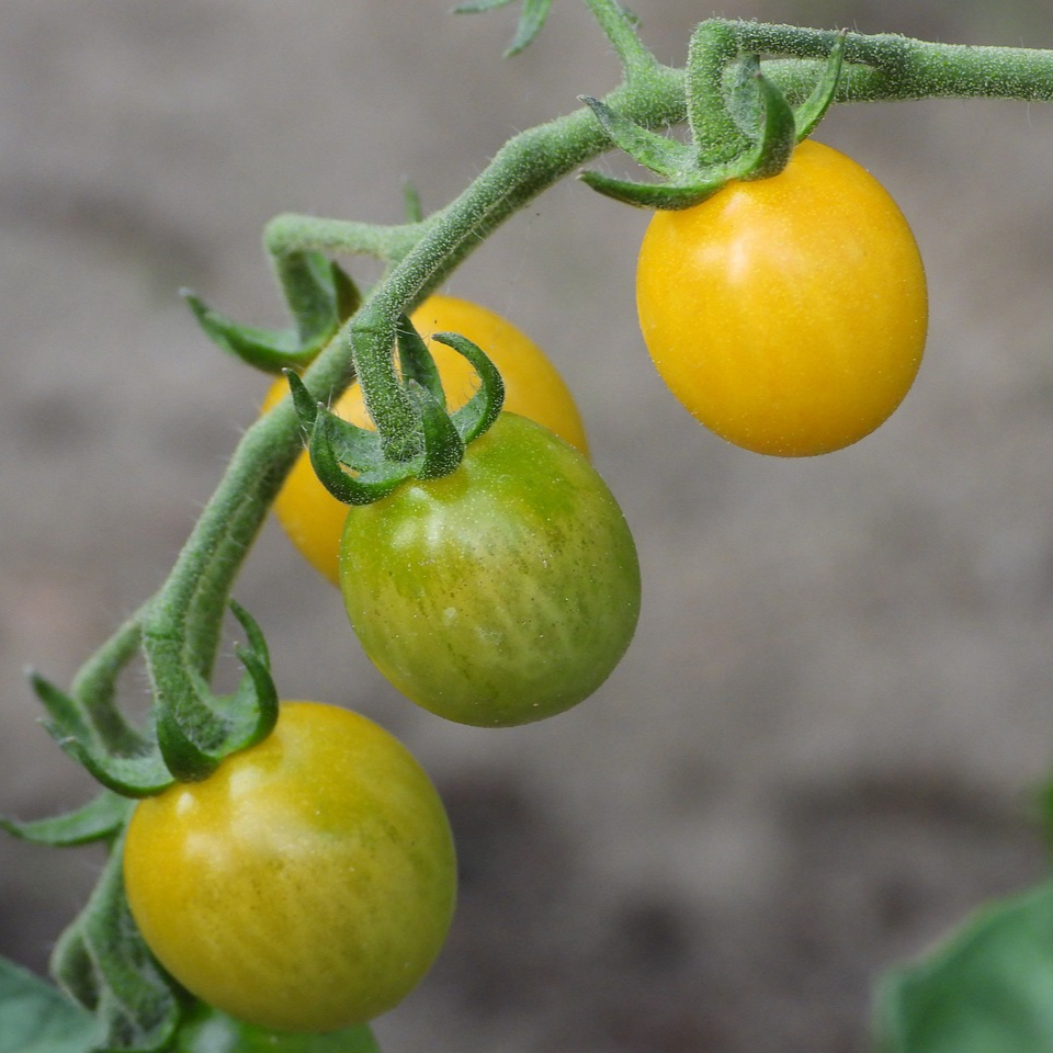 tomato-cocktail-4344555_1280-resized.jpg