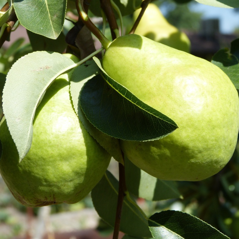 tree-plant-fruit-flower-food-green-410918-pxhere.com-resized.jpg