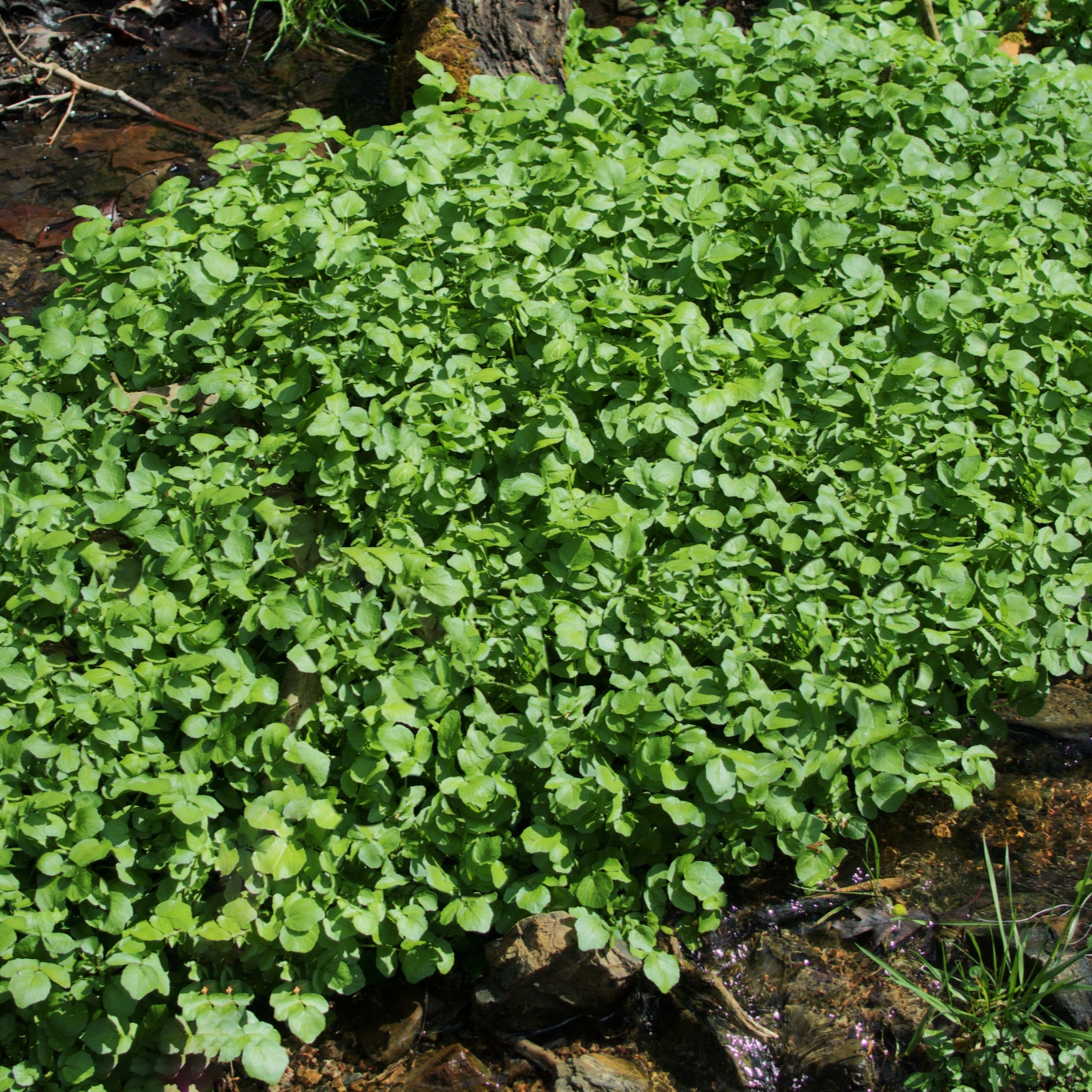 watercress-resized.jpg