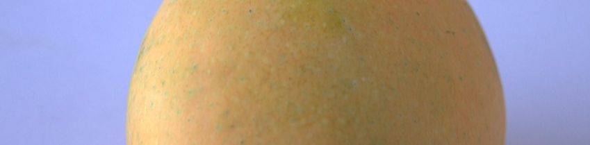 alphonso-mango-390422_1280-resized.jpg